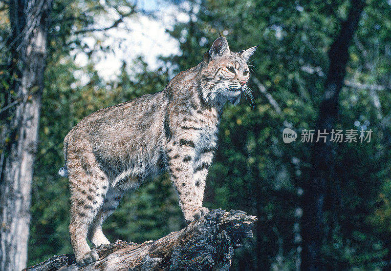 山猫(Lynx rufus)，也被称为红山猫，是一种中型猫，原产于北美。它的分布范围从加拿大南部到美国大部分地区，再到墨西哥的瓦哈卡州。蒙大拿东冰川。